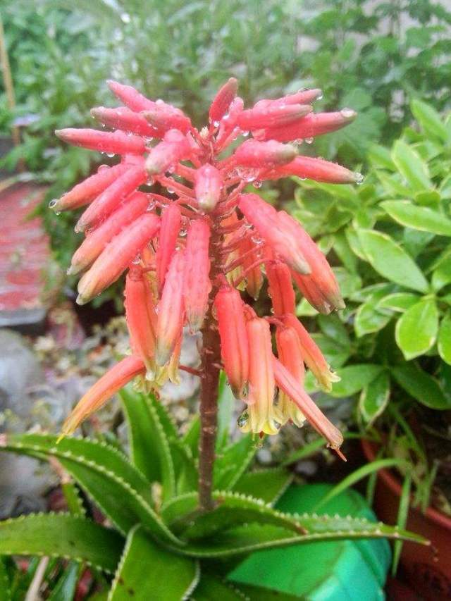 沐雨的芦荟花