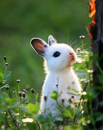 呼~终于可以做一只安静的兔子.