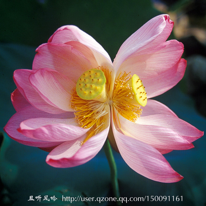 叶上初升并蒂莲