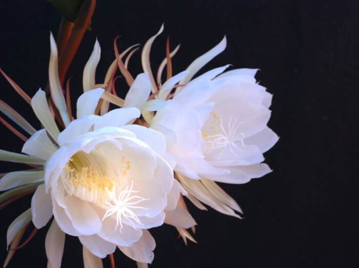 昙花——刹那间的美丽,一瞬间的永恒 学名:epiphyllum oxypetalum (dc