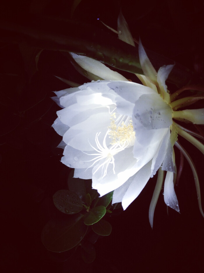 花卉·昙花,摄于家中!