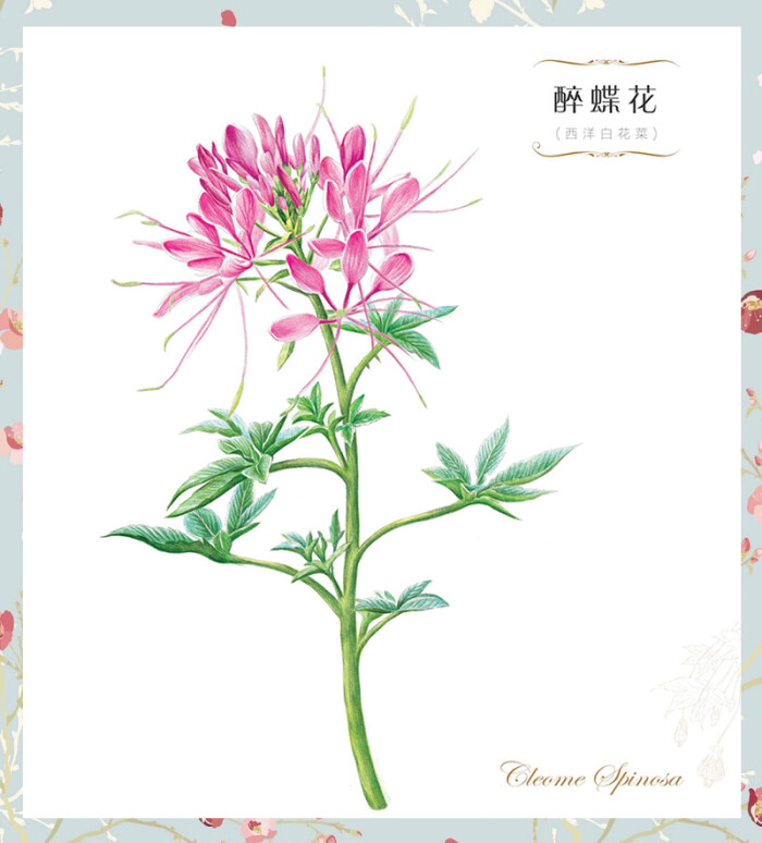 飞乐鸟#醉蝶花【西洋白花菜】