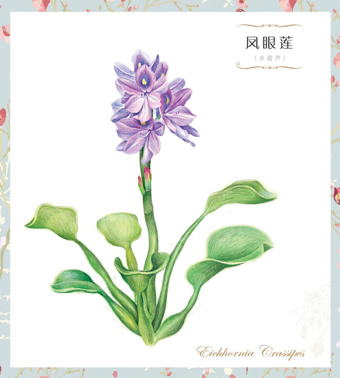 飞乐鸟#凤眼莲【水葫芦】
