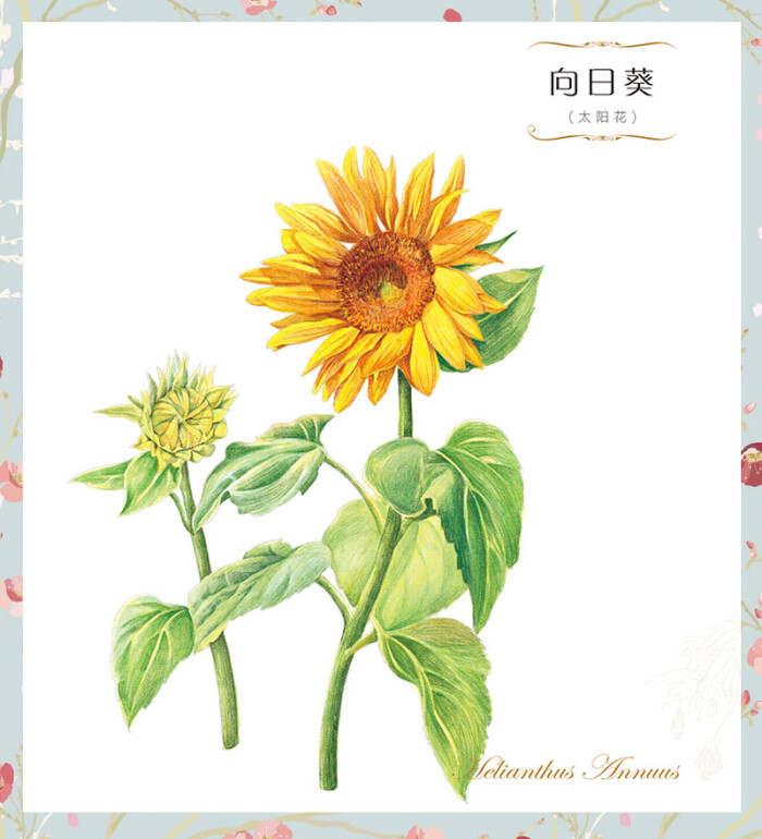 飞乐鸟#向日葵【太阳花】