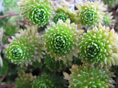 球松(sedum multiceps ),别名小松绿,是景天科景天属的多肉植物(多浆