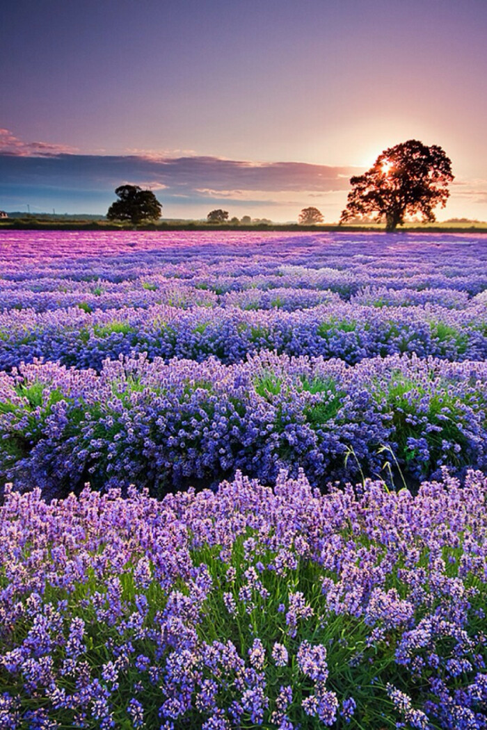 Lavender in Provence 法国普罗旺斯熏衣草花海