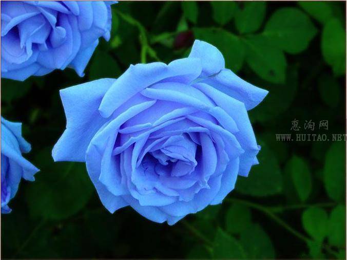蓝色妖姬花语——清纯的爱和敦厚善良. 送花对象:恋人,爱人