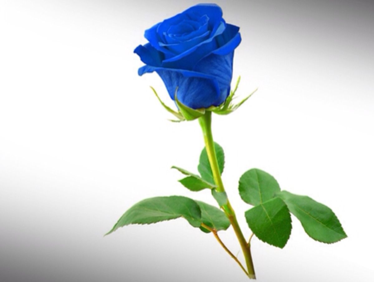 蓝色妖姬,蓝玫瑰