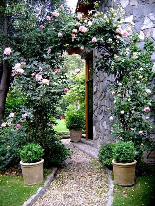 庭院,花园,园艺