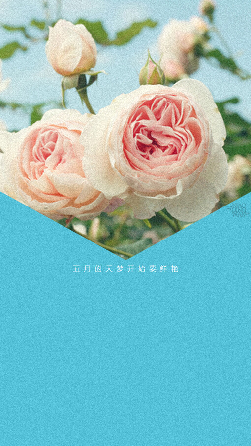 前方蜿蜒一长串的心愿. 小青菀壁纸 五月天系列