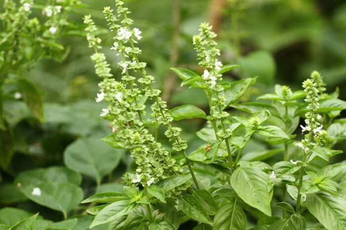 罗勒_药食两用芳香植物