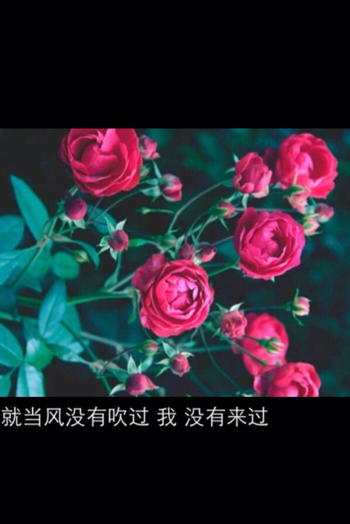 zj自制壁纸 不喜勿喷 文字 伤感句子 文艺 唯美 意境 文字图 堆糖请搜