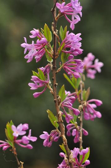 芫花(yuán huā)为瑞香科植物,落叶灌木,高达1米;茎多分枝,幼枝有淡