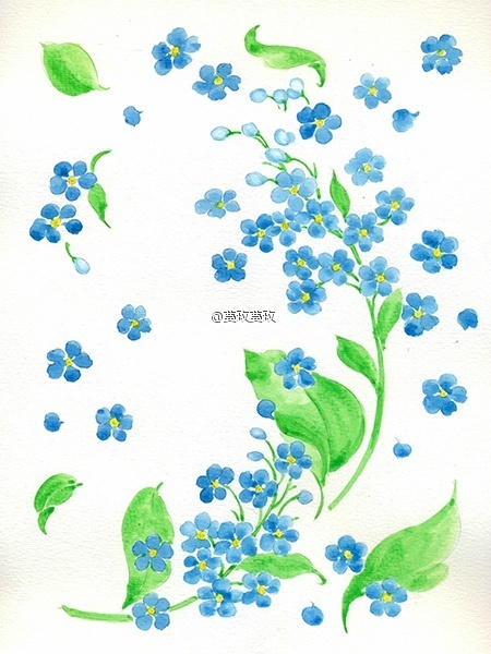 【植物的印象笔记】勿忘我(forget-me-not).