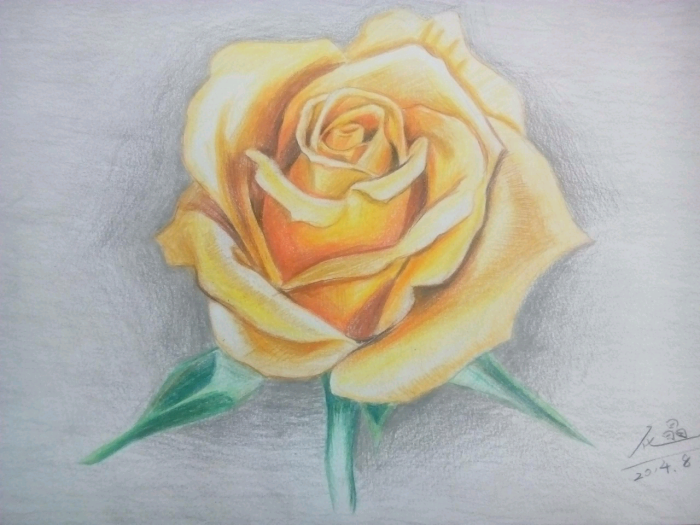 彩铅画黄玫瑰花手绘