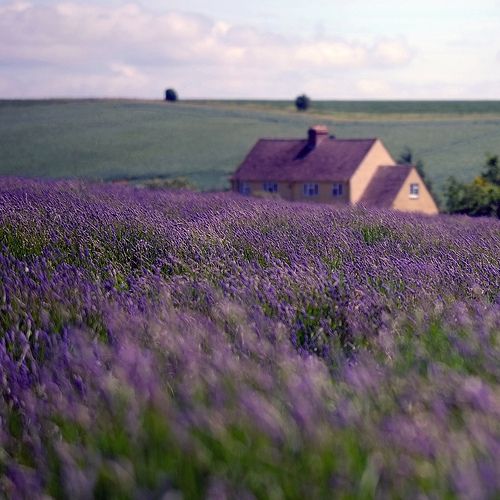 英国有三处薰衣草庄园, cotswold薰衣草田位置比较偏远