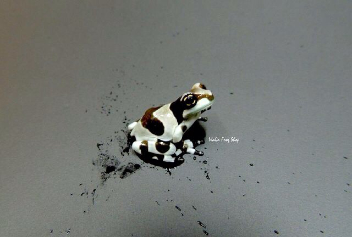 亚马逊牛奶蛙(amazon milk frog )