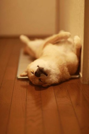 柴犬maru
