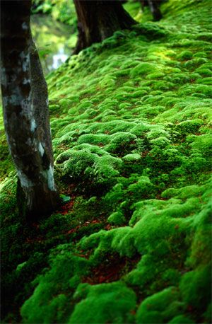 苔藓