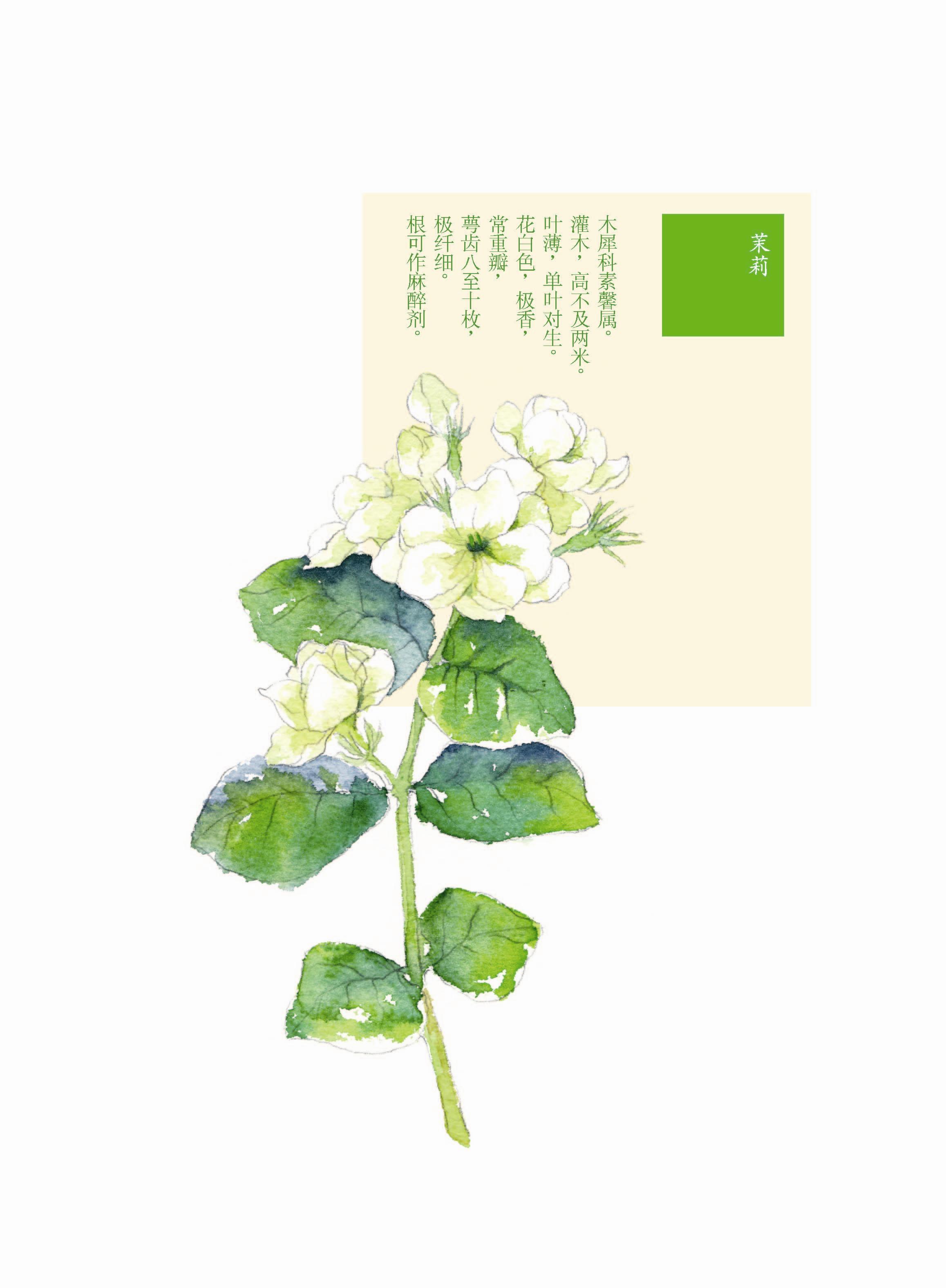 花花果果枝枝蔓蔓 茉莉 手绘 植物