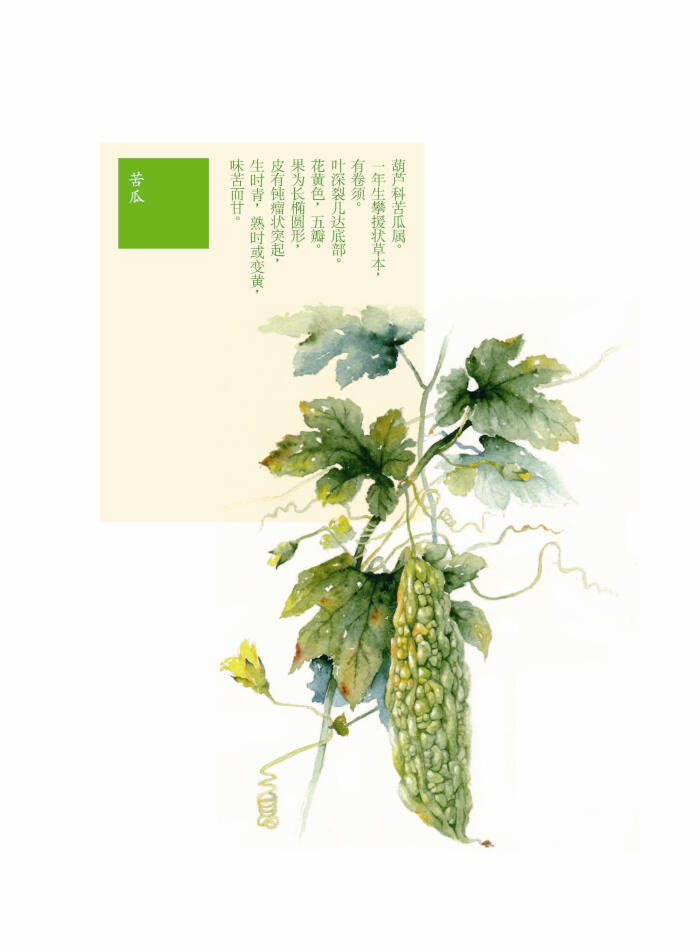 花花果果枝枝蔓蔓 苦瓜 手绘 植物