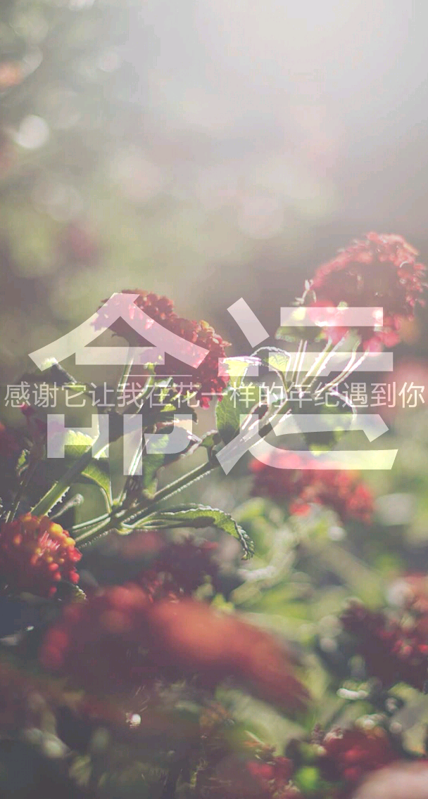 安卓壁纸 iphone壁纸 花 命运 遇到你 分割字壁纸