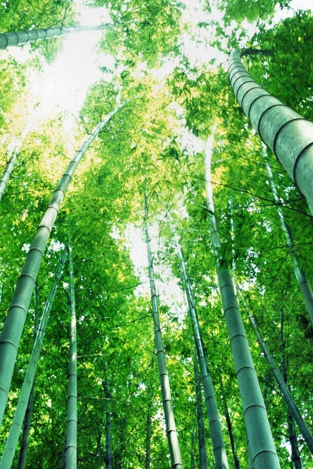 竹子.