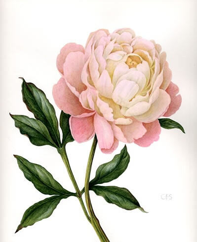 peony pale pink 粉白牡丹