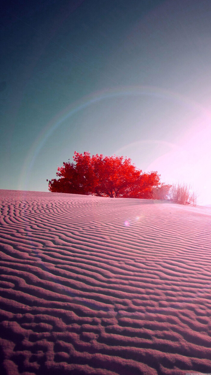 三星手机壁纸【1440x2560】粉色 沙漠 红色 树
