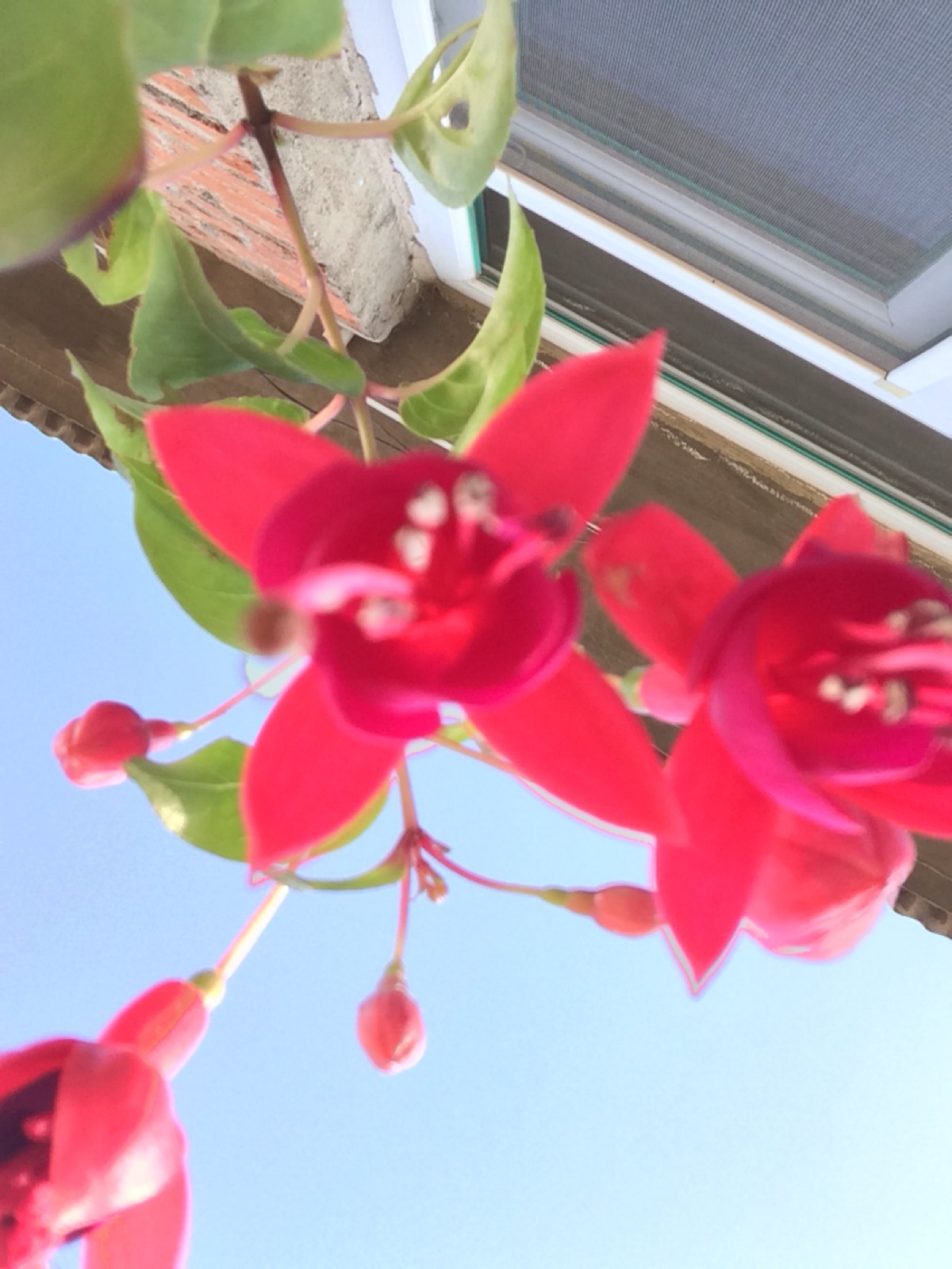 灯笼花 