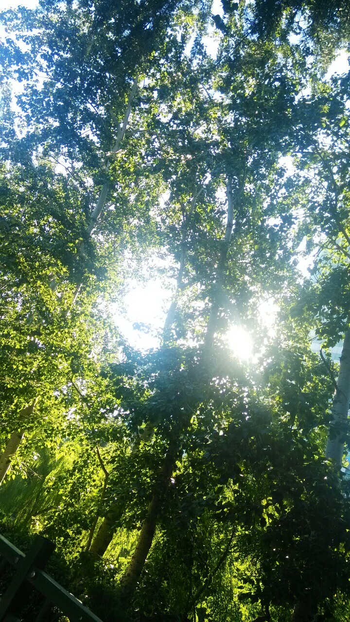 早上的阳光