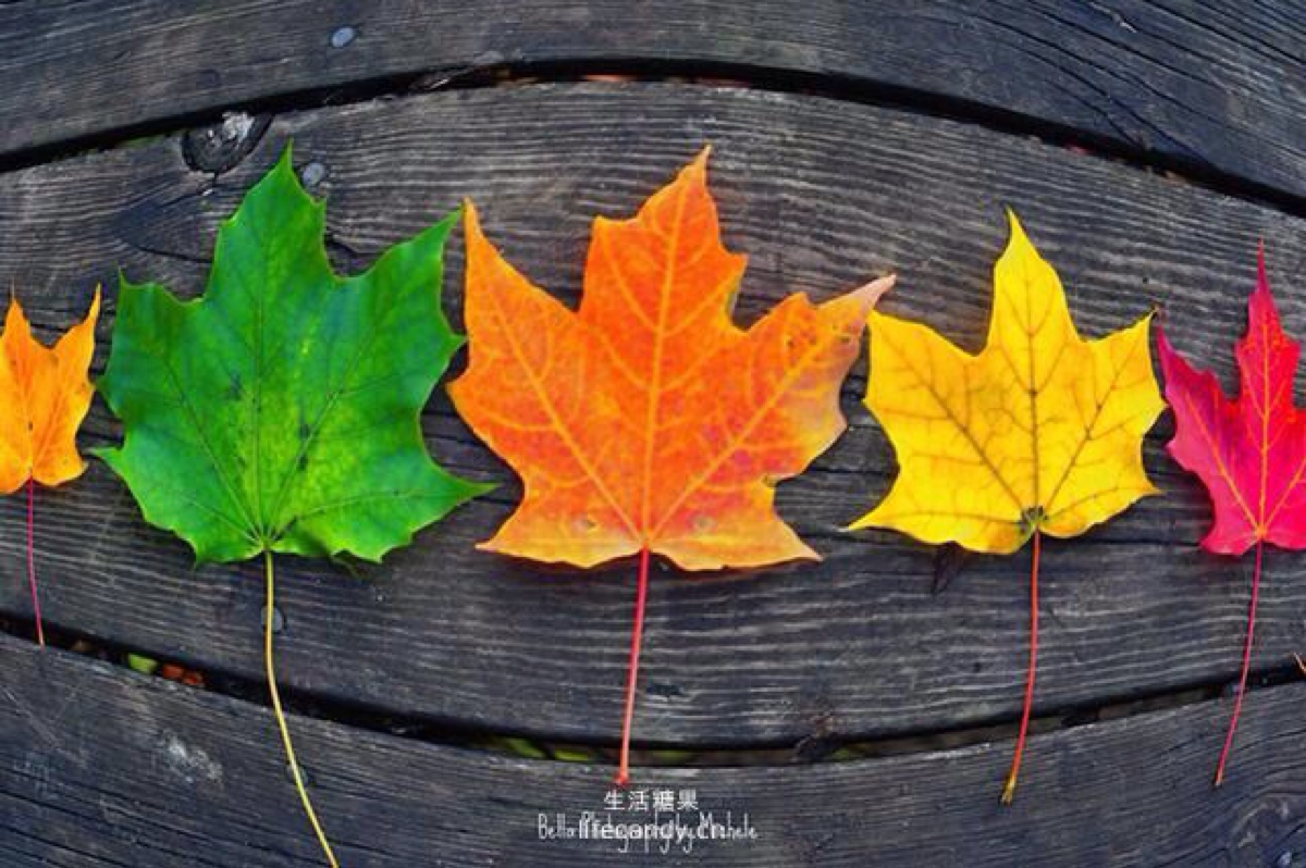不同颜色的树叶从青色渐变成黄色,正像这个自然的四季,从生命起初的泛