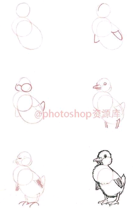 动物 小鸭的简单画法