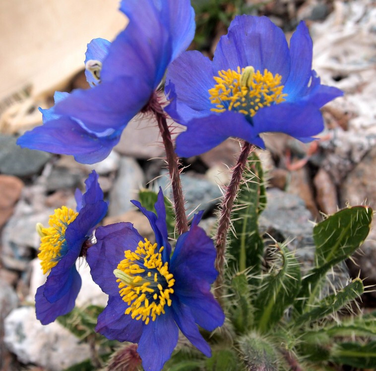 喜马拉雅蓝罂粟(meconopsis)