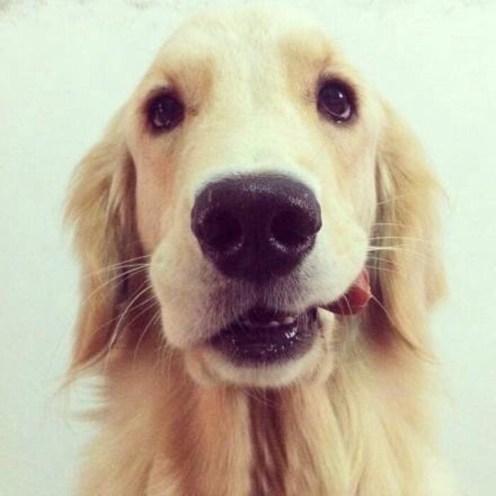 世界犬类智商排名_犬类智商排名(2)