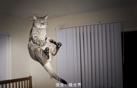 飞翔的猫咪