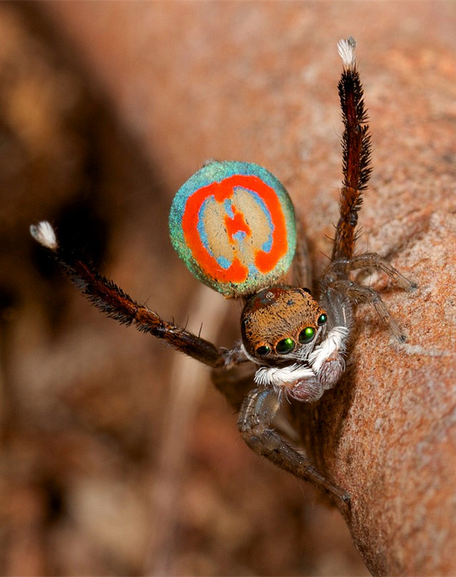 孔雀蜘蛛(maratus volans)体型只有5毫米,跳跃毫无规律性,能够迅速