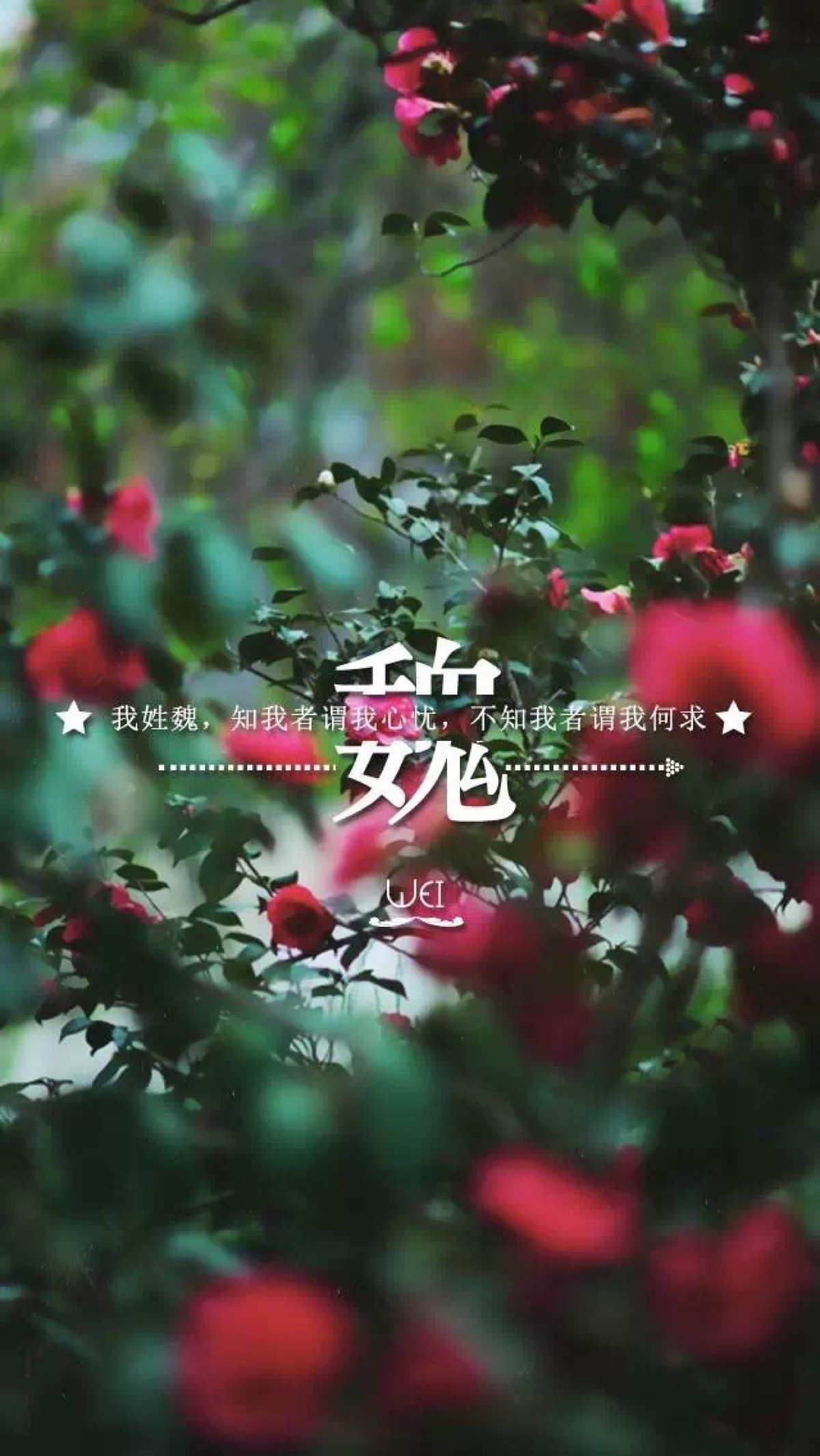 姓氏壁纸