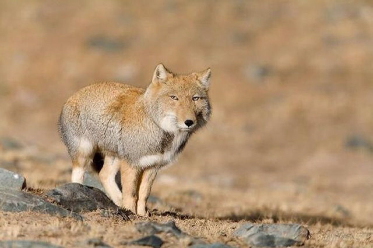 大方脸表情帝——藏狐(tibetan fox)