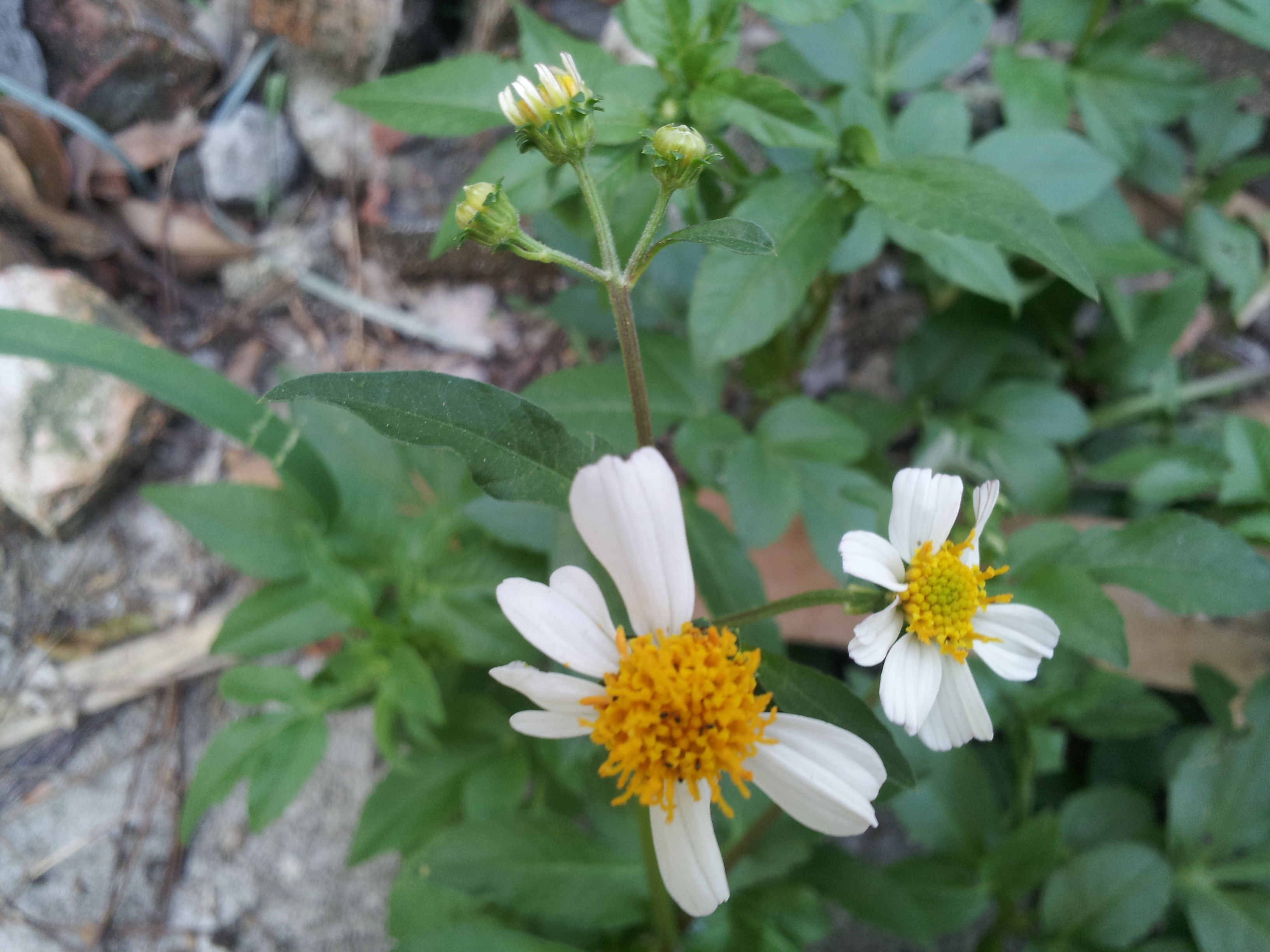 野白菊.