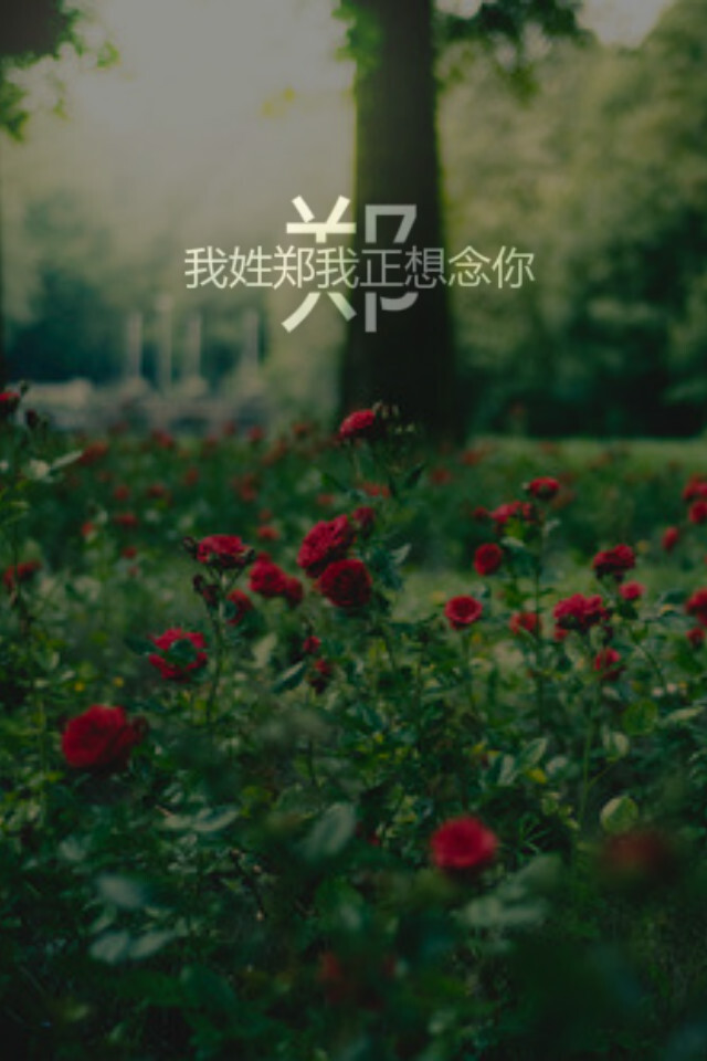 我姓郑我正想念你    .