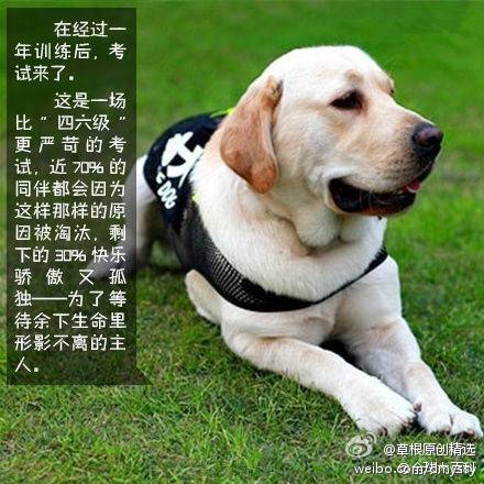 [cp]【如果你也愿意与导盲犬一起乘坐公共交通工具,请支持转发!