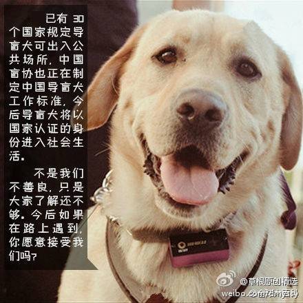 [cp]【如果你也愿意与导盲犬一起乘坐公共交通工具,请支持转发!