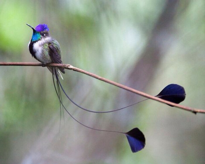 摄这些照片的作者很不简单,因为蜂鸟的飞行速度很快,翅膀振幅能达到