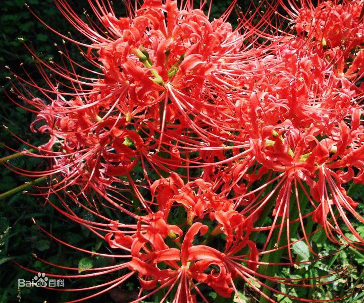 曼珠沙华 红色彼岸花,学名红花石蒜. 曼珠沙华,血红色的彼岸花.