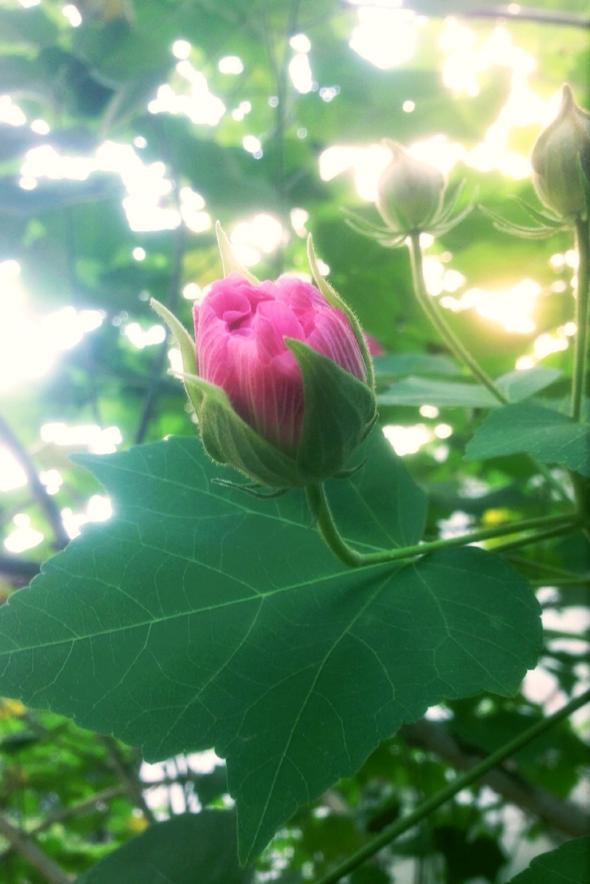 (唐·王维《辛夷坞「木芙蓉,又名芙蓉花,拒霜花,木莲,地芙蓉,是