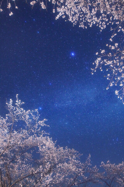 cherry blossom galaxy 樱花 amp 星空 摄影:masahiro miyasaka