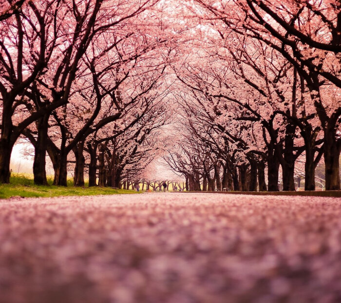 美景 樱花