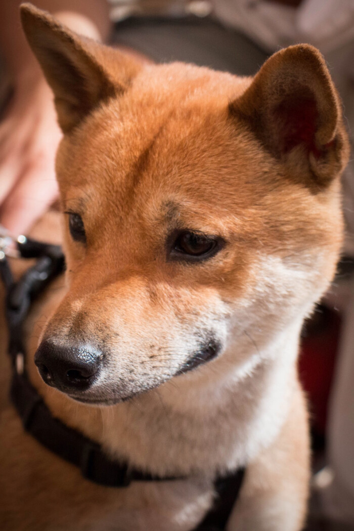 秋田犬 