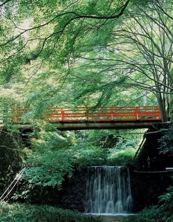 夏日里的日本三千院.